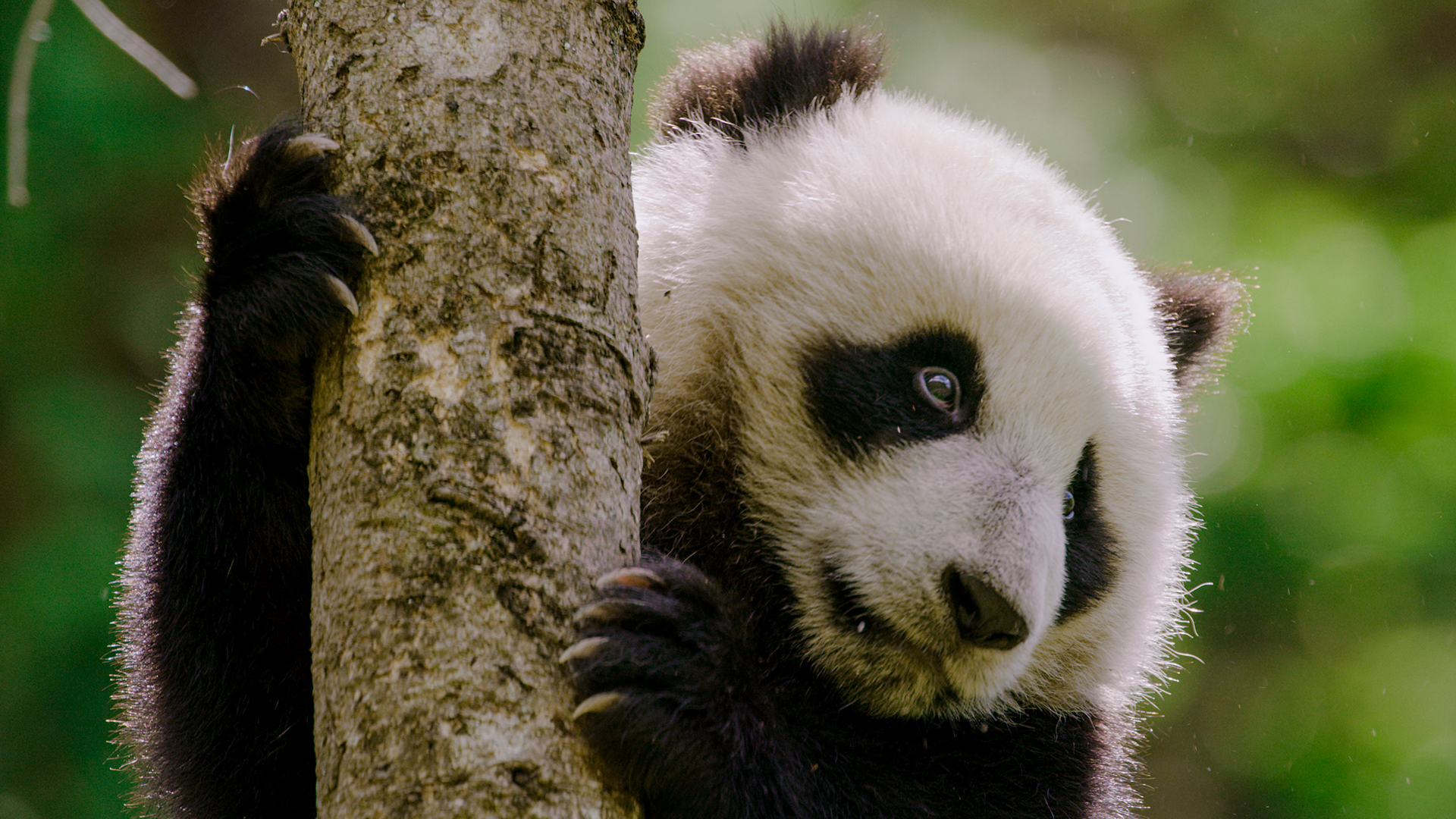 4月22日のアースデイに“ナショジオ”ほか6プラットフォームで珠玉のドキュメンタリーを放送&配信