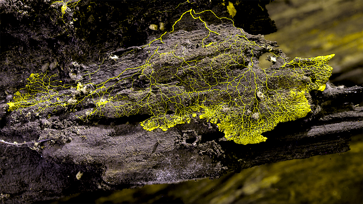 ブリー・ラーソンが「私たちはキノコ」と叫ぶ!『素晴らしき、きのこの世界』冒頭映像公開