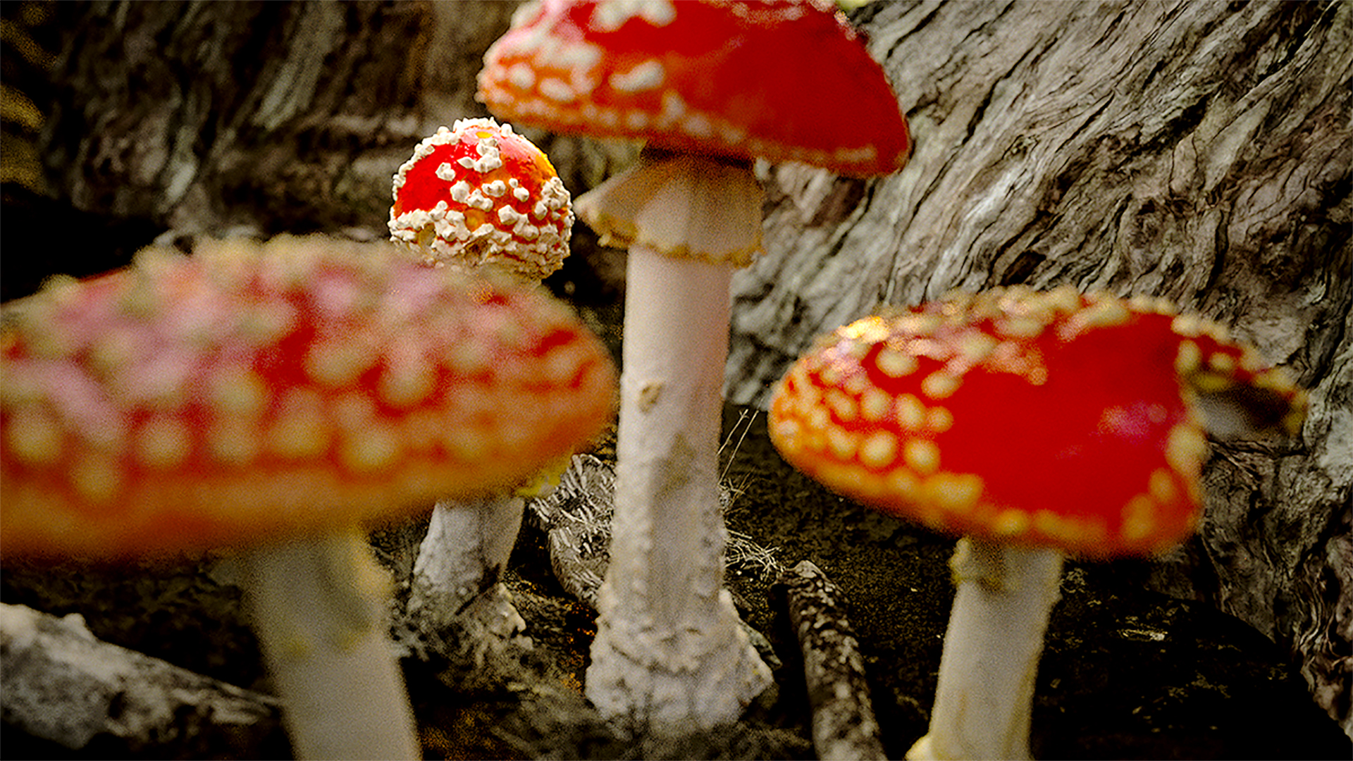 窪塚洋介や豊田エリーほか「きのこ」を愛する著名人が映画『素晴らしき、きのこの世界』を絶賛! タイアップも続々決定