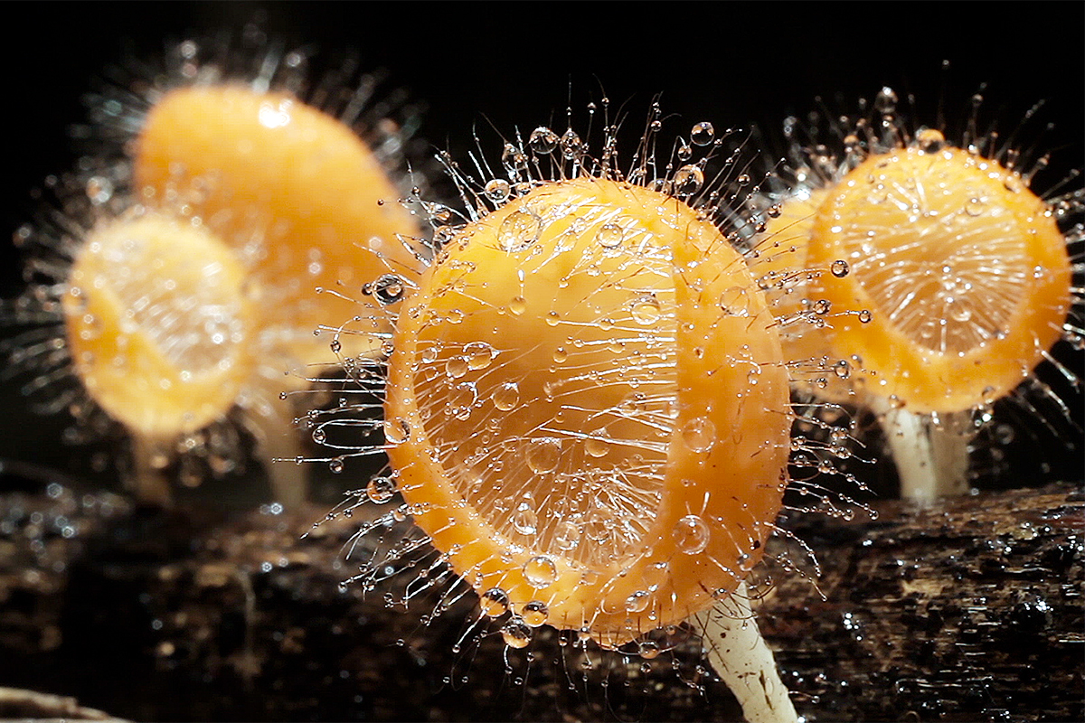 美しすぎる「きのこ」の世界をタイムラプス映像で捉えた『素晴らしき、きのこの世界』本編映像公開