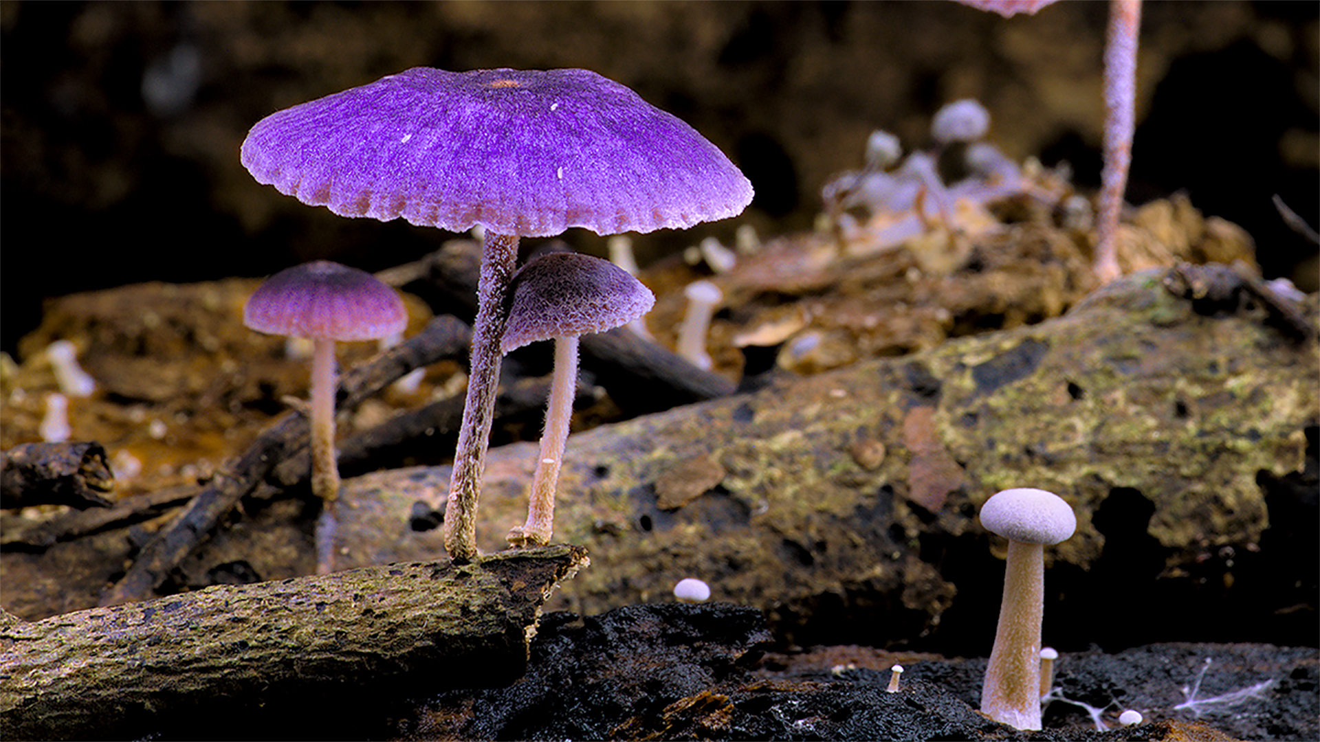 きのこマニアの怪しい人たちも登場⁉『素晴らしき、きのこの世界』より「妖しさ満点」の新場面写真解禁