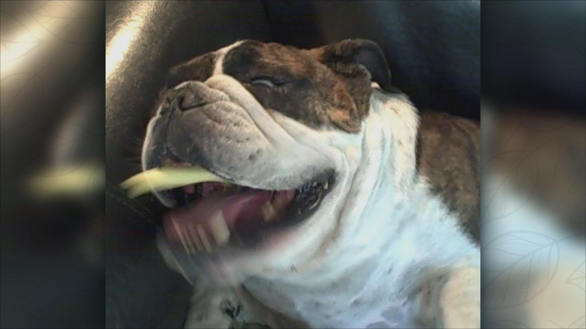 ディズニー・チャンネルの新ジャンル「アニマルワールド」3月5日より放送開始！ナレーション下野紘のコメントも到着