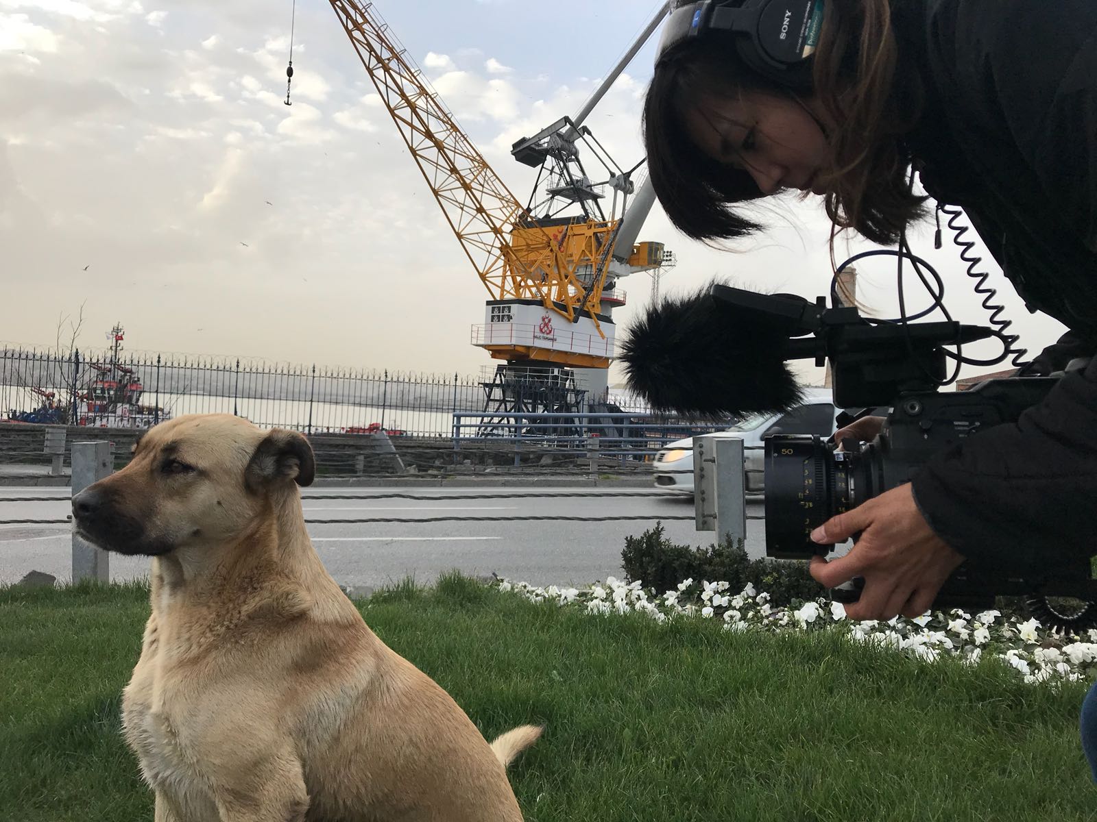 ほぼ全編「犬目線」で行われた驚異の撮影の裏側とは?『ストレイ 犬が見た世界』メイキング風景写真解禁