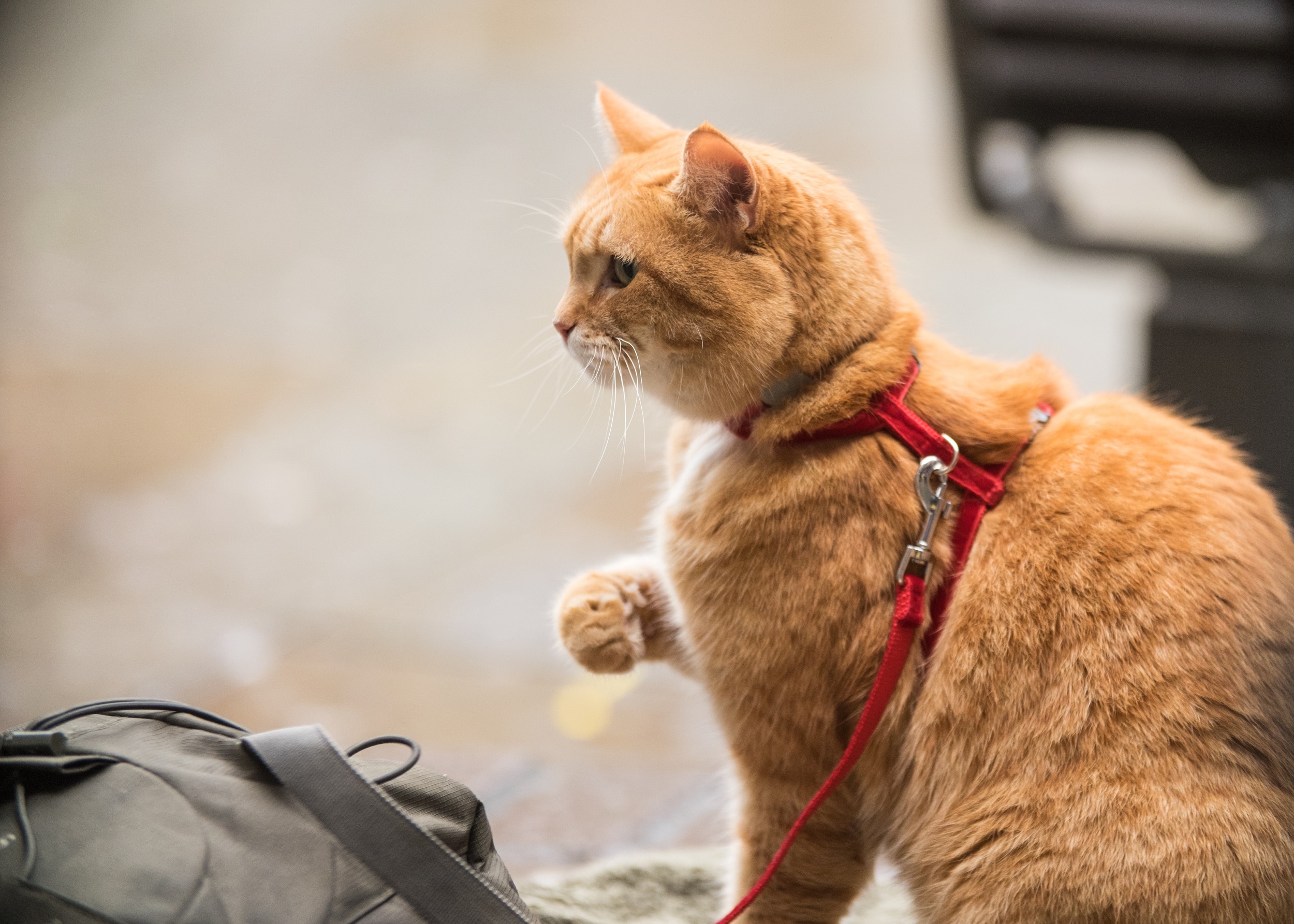 クリスマスの名曲「ジングルベル」が“世界一有名な猫”ボブの替え歌バージョンに♪『ボブという名の猫2』本編映像初解禁