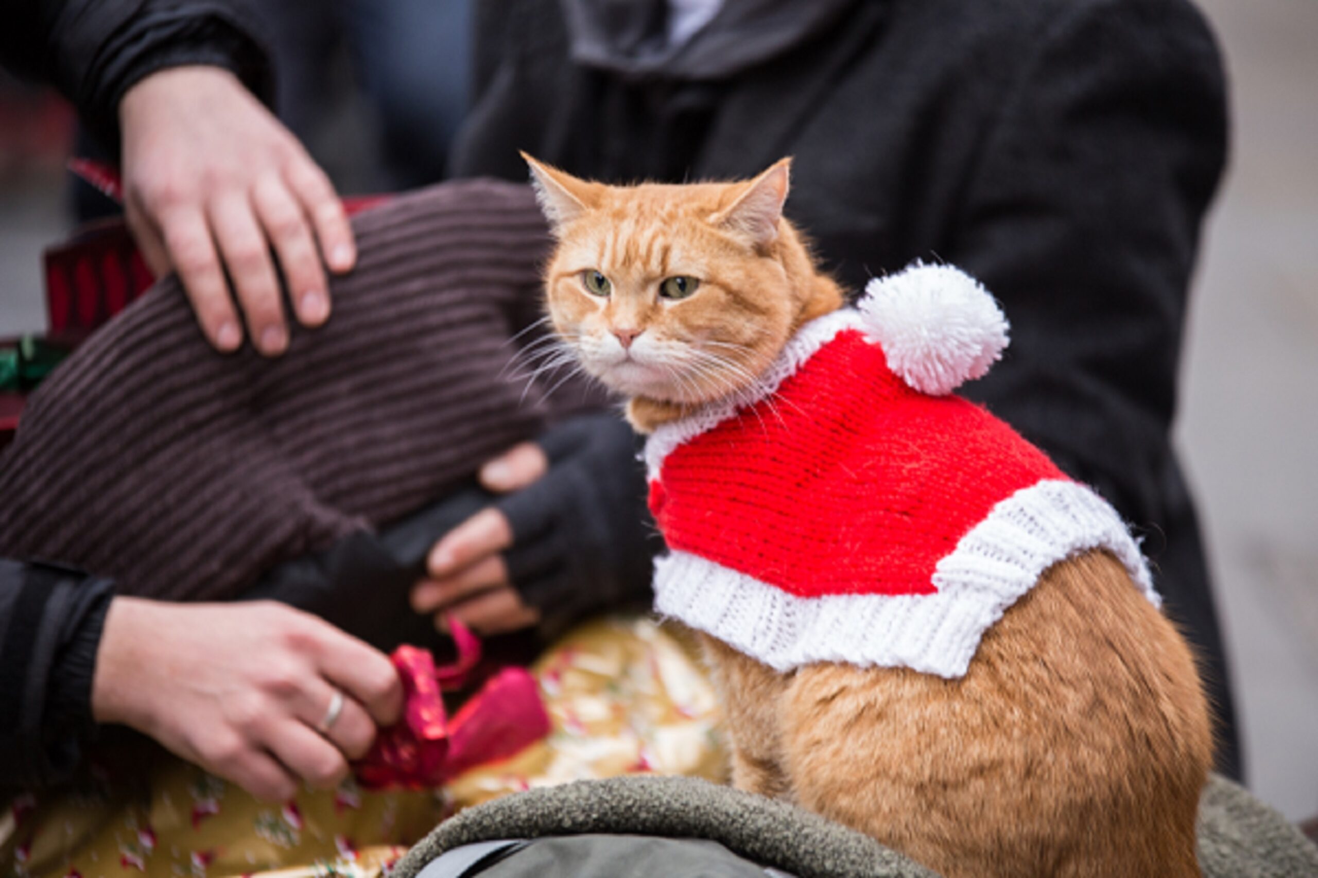 クリスマスの名曲 ジングルベル が 世界一有名な猫 ボブの替え歌バージョンに ボブという名の猫2 本編映像初解禁 Weekend Cinema