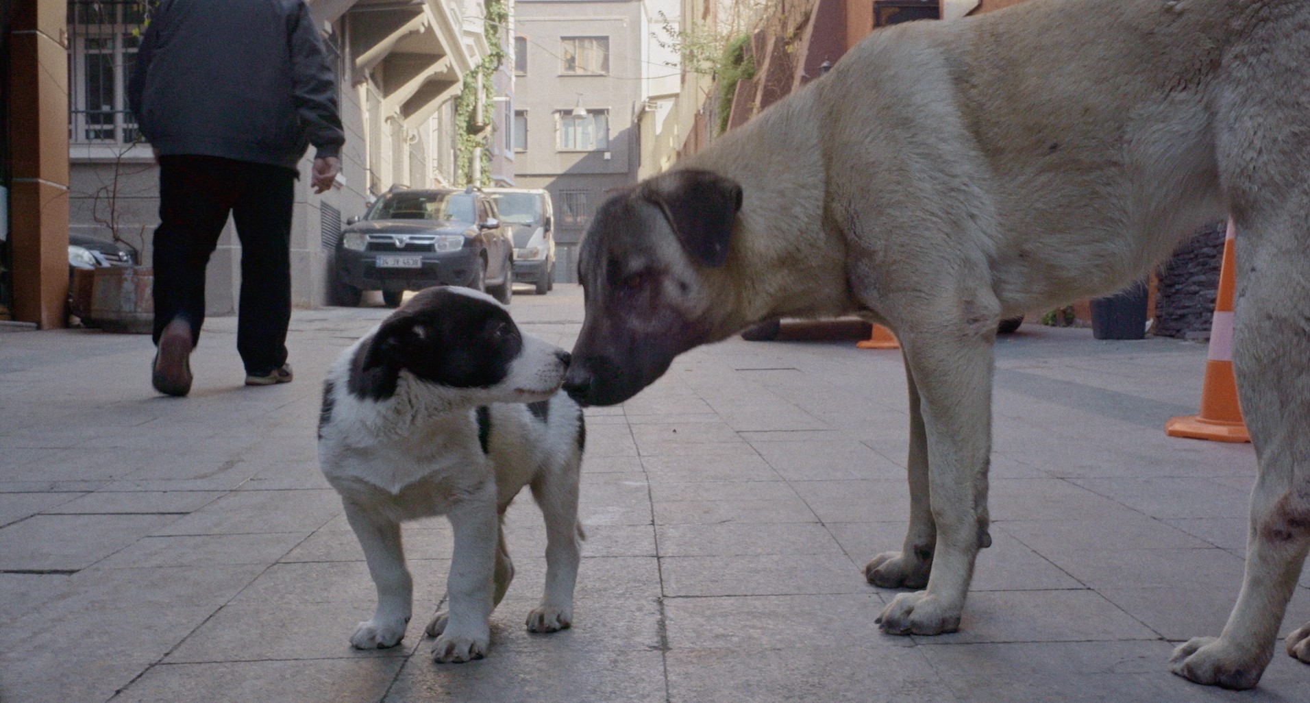 犬には世界がこう見えている! 驚異の“犬目線”ドキュメンタリー映画『ストレイ 犬が見た世界』約3分の冒頭映像解禁