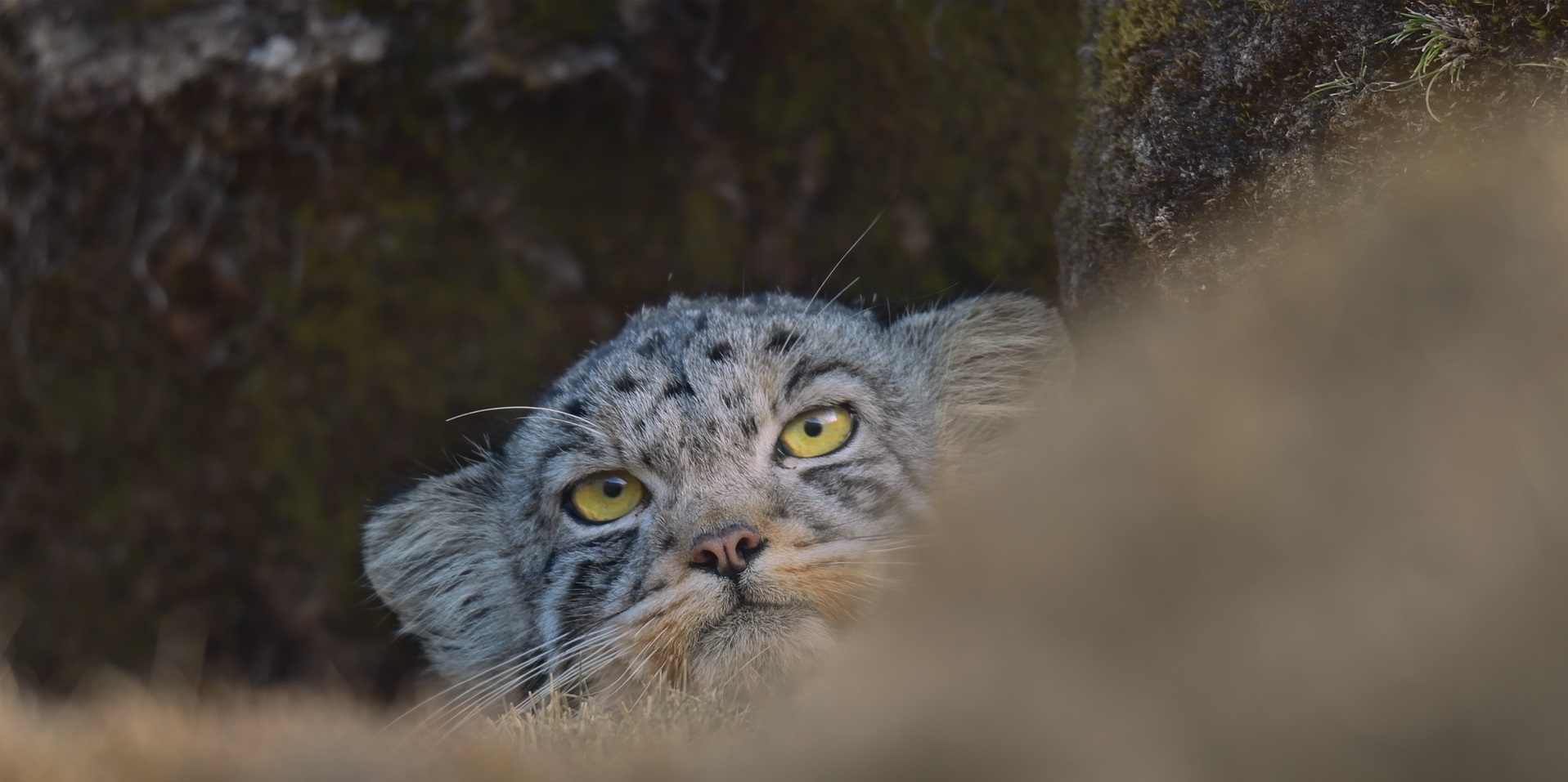 幻のネコ科動物“ユキヒョウ”を追って地球上最後の楽園へ——『ベルベット・クイーン ユキヒョウを探して』8月27日公開決定