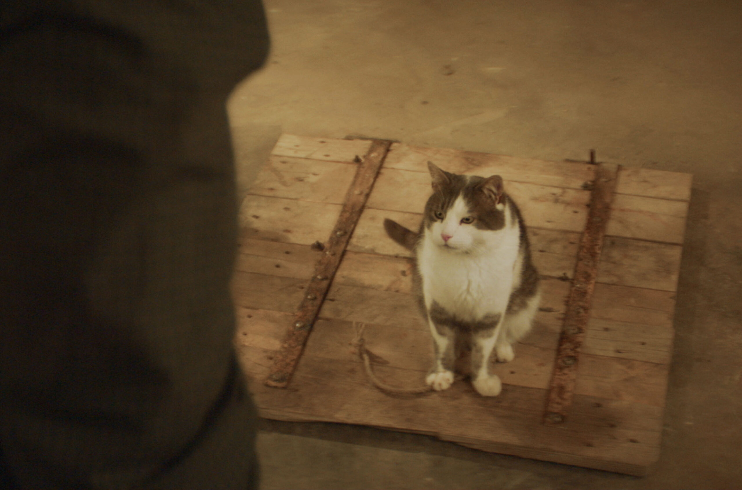 可愛すぎるナゾ猫が不思議な世界に誘う!?『地下室のヘンな穴』猫シーンを集めた本編映像解禁