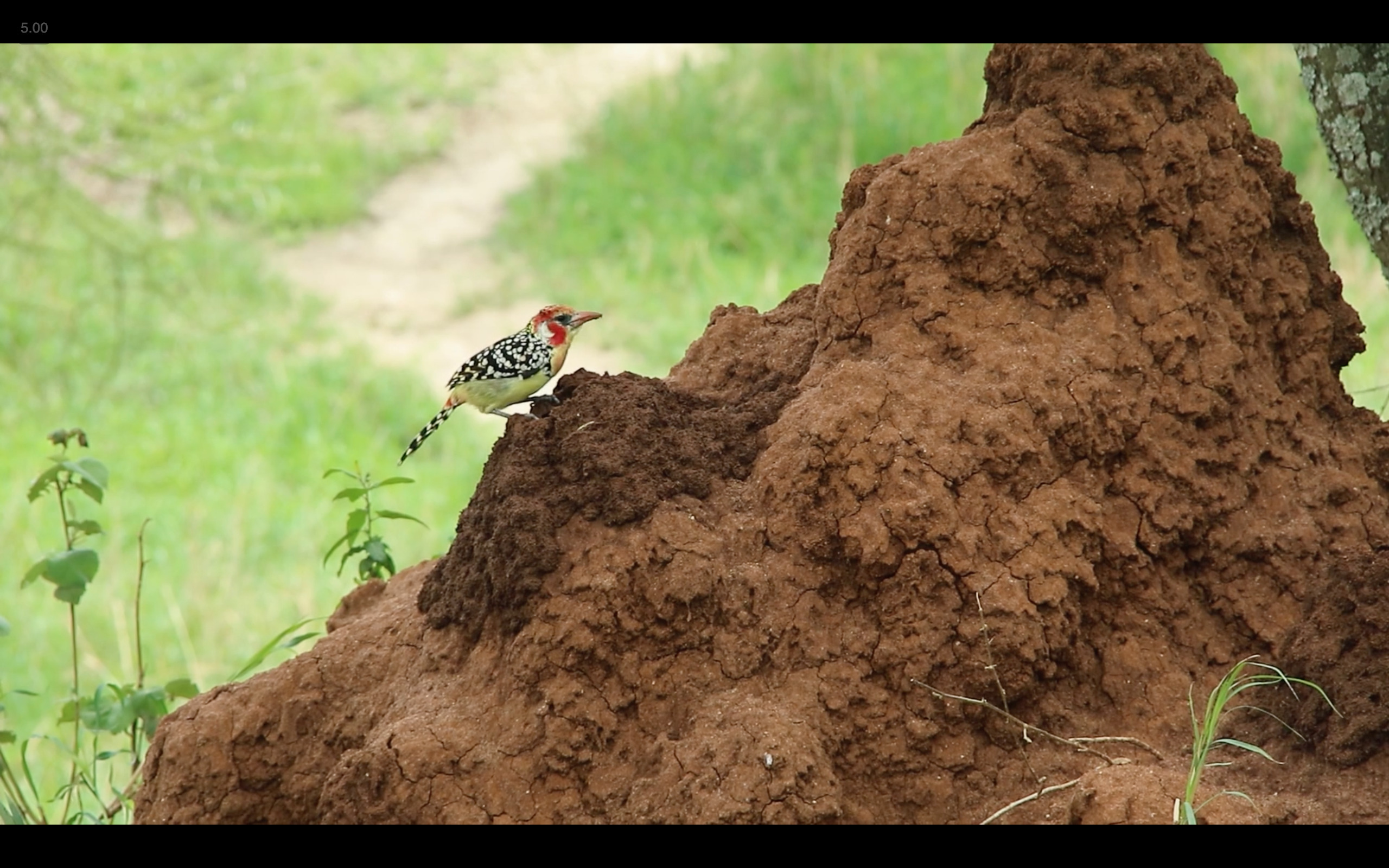 人気声優・鈴木達央がナレーション!『ウンチク/うんこが地球を救う』予告編&ポスタービジュアル解禁