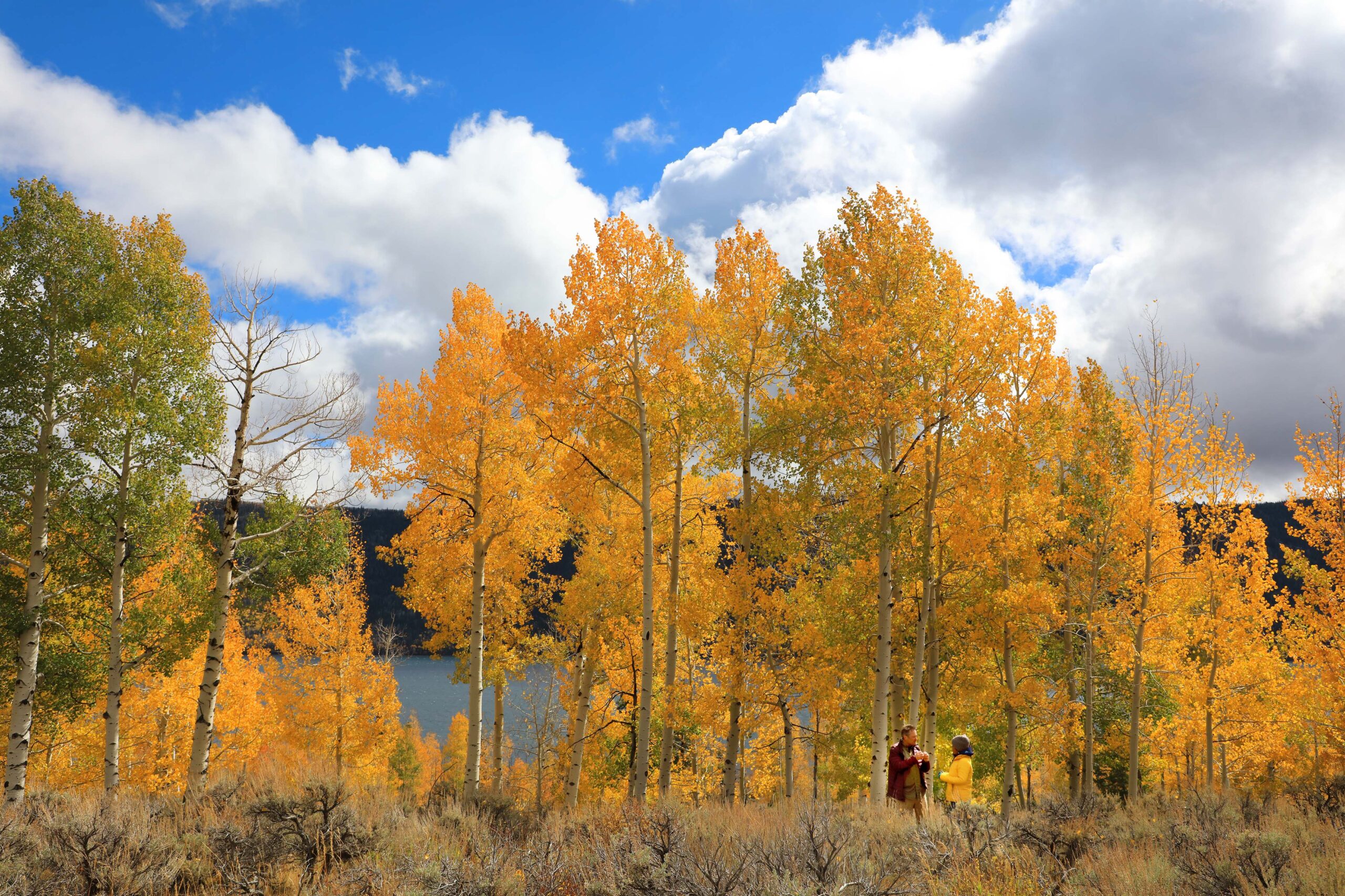 樹齢100万年を超える「世界最古の生命体」の姿も! ネイチャードキュメンタリー映画『イントゥ・ザ・ネイチャー』場面写真解禁