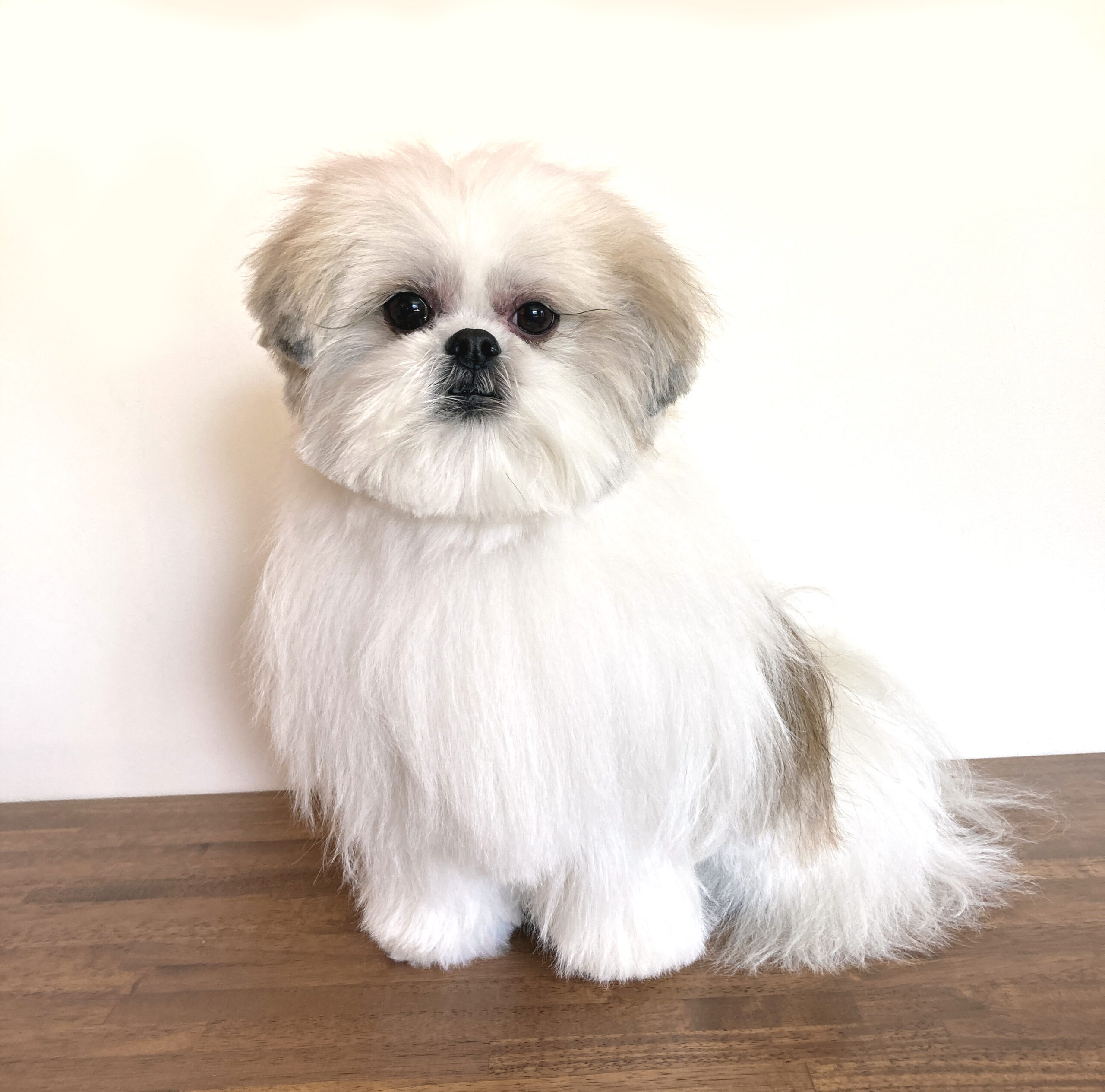 映画『少年と犬』にカルチャー界のアイドル犬モコゾウがテレパシーで絶賛コメント「先輩のワンダフルな名演技に脱帽です」