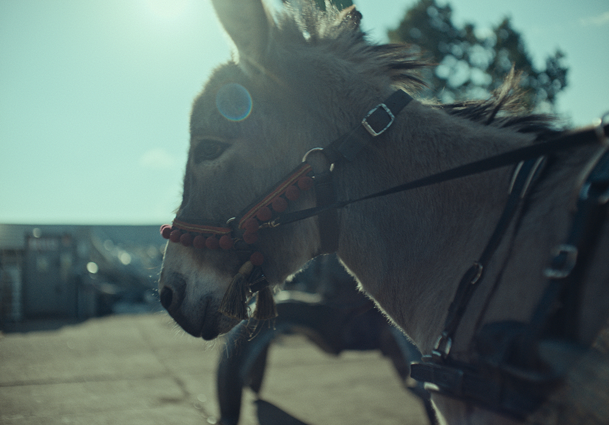 映画『EO イーオー』に映画監督の濱口竜介、俳優の渡辺真起子、ロバ旅行家の太郎丸ら各界著名人から推薦コメント到着