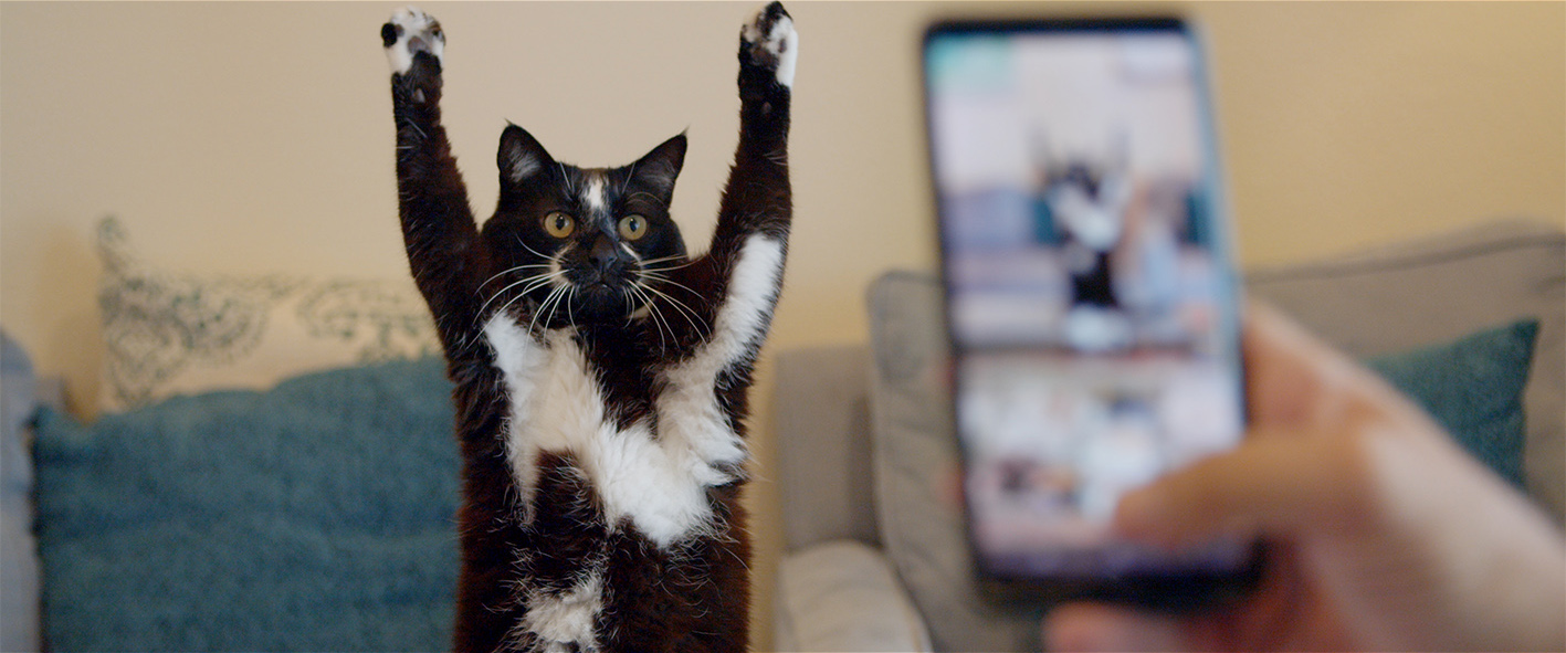 猫をこよなく愛する9人の男たちを描く全米大ヒットドキュメンタリー映画『Cat Daddies』が『猫と、とうさん』の邦題で7月28日公開決定