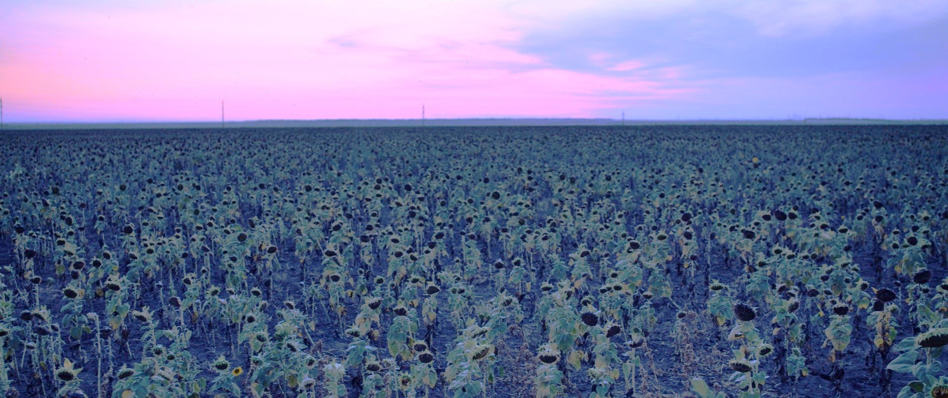 ウクライナの国花である一面のひまわりと戦争の残酷さの対比に胸が締め付けられる『世界が引き裂かれる時』本編映像解禁