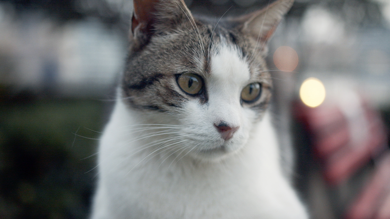 「猫を愛する日本で公開するのが夢でした」『ねこしま』サラ・ジェイン・ポルテッリ監督来日決定&メッセージ到着