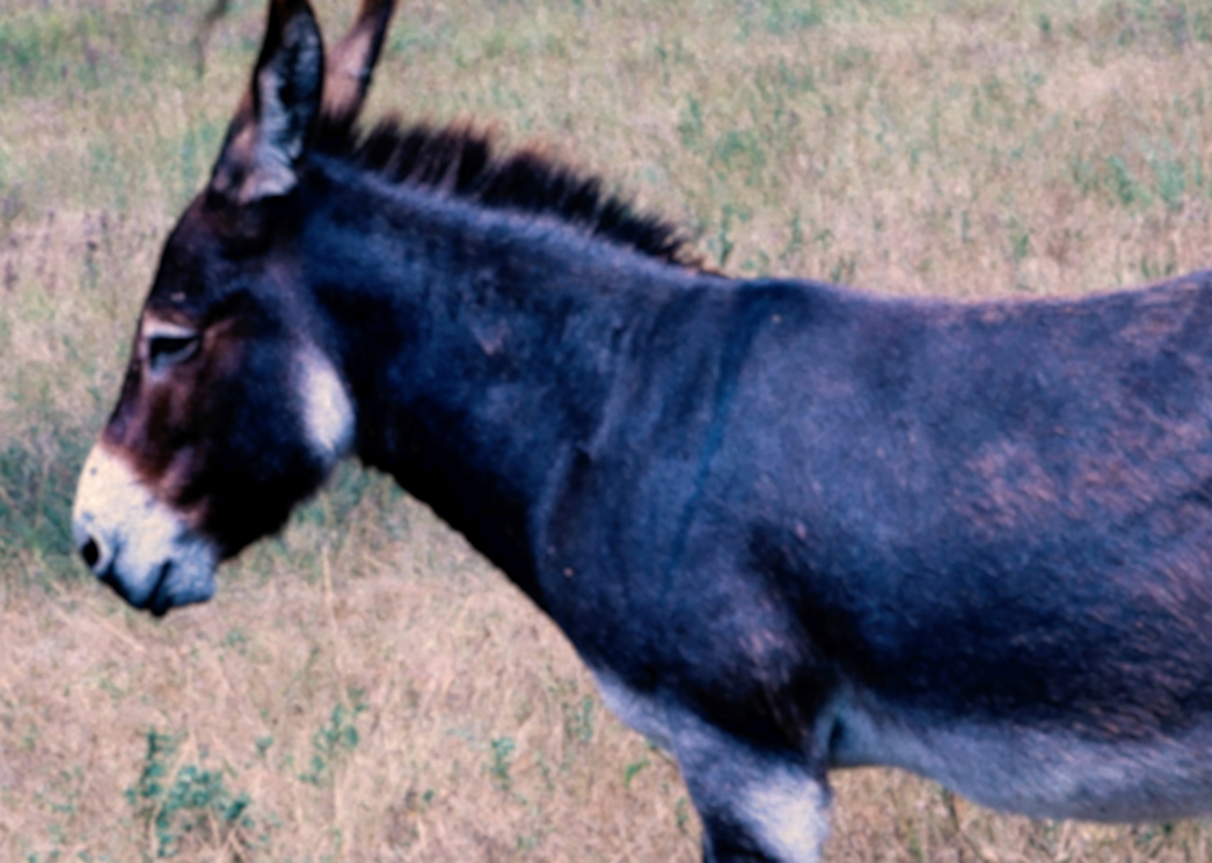 スペイン・バスクで映画を探究し続ける映画作家オスカー・アレグリア監督の2作品『エマク・バキアを探して』『シンシンドゥルンカラッツ』が特別上映