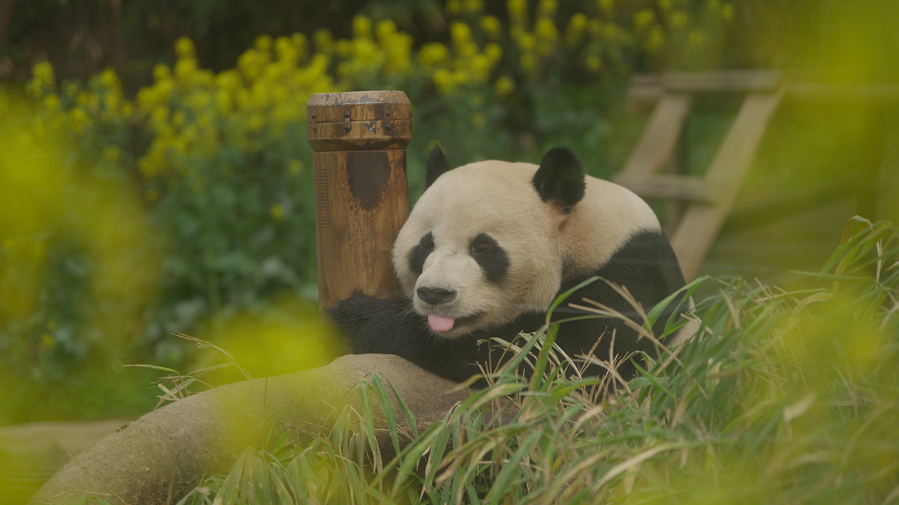 愛と涙のパンダ・ドキュメンタリー『私の親愛なるフーバオ』シム・ヒョンジュン監督のメッセージ映像解禁 大谷亮平ら著名人からコメントも到着