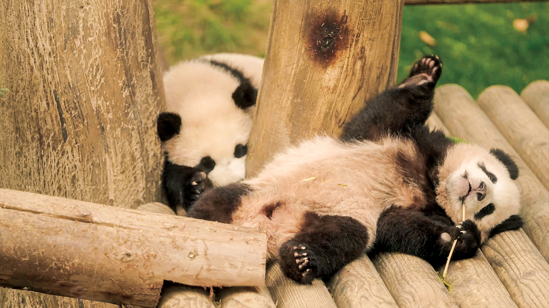 双子パンダのキュートすぎる寝起き姿も！『私の親愛なるフーバオ』“バオファミリー”の愛らしい日常を捉えた本編映像が解禁