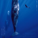 クジラに魅せられたカメラマンと2組のクジラの友情物語『パトリックとクジラ 6000日の絆』公開決定&予告編解禁