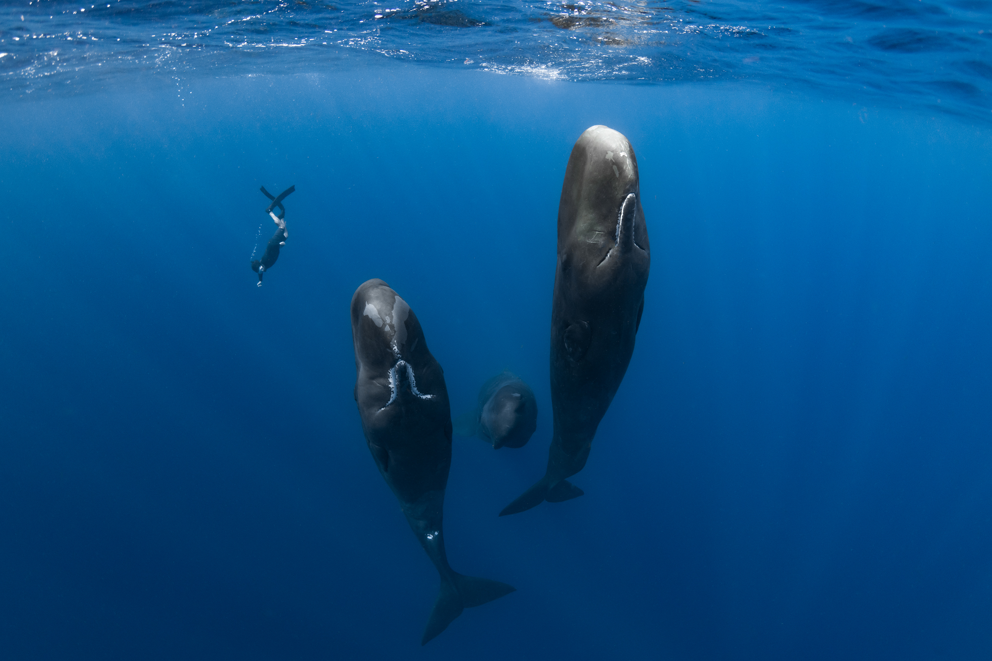 クジラ愛にあふれたドキュメンタリー『パトリックとクジラ 6000日の絆』に坂上忍、竹中直人、中川翔子、岡田裕介ら著名人が絶賛コメント