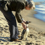 海に返しても戻ってくる“よちよちペンギン”がかわいすぎる！　奇跡の実話の映画化『ペンギン・レッスン』本編映像解禁