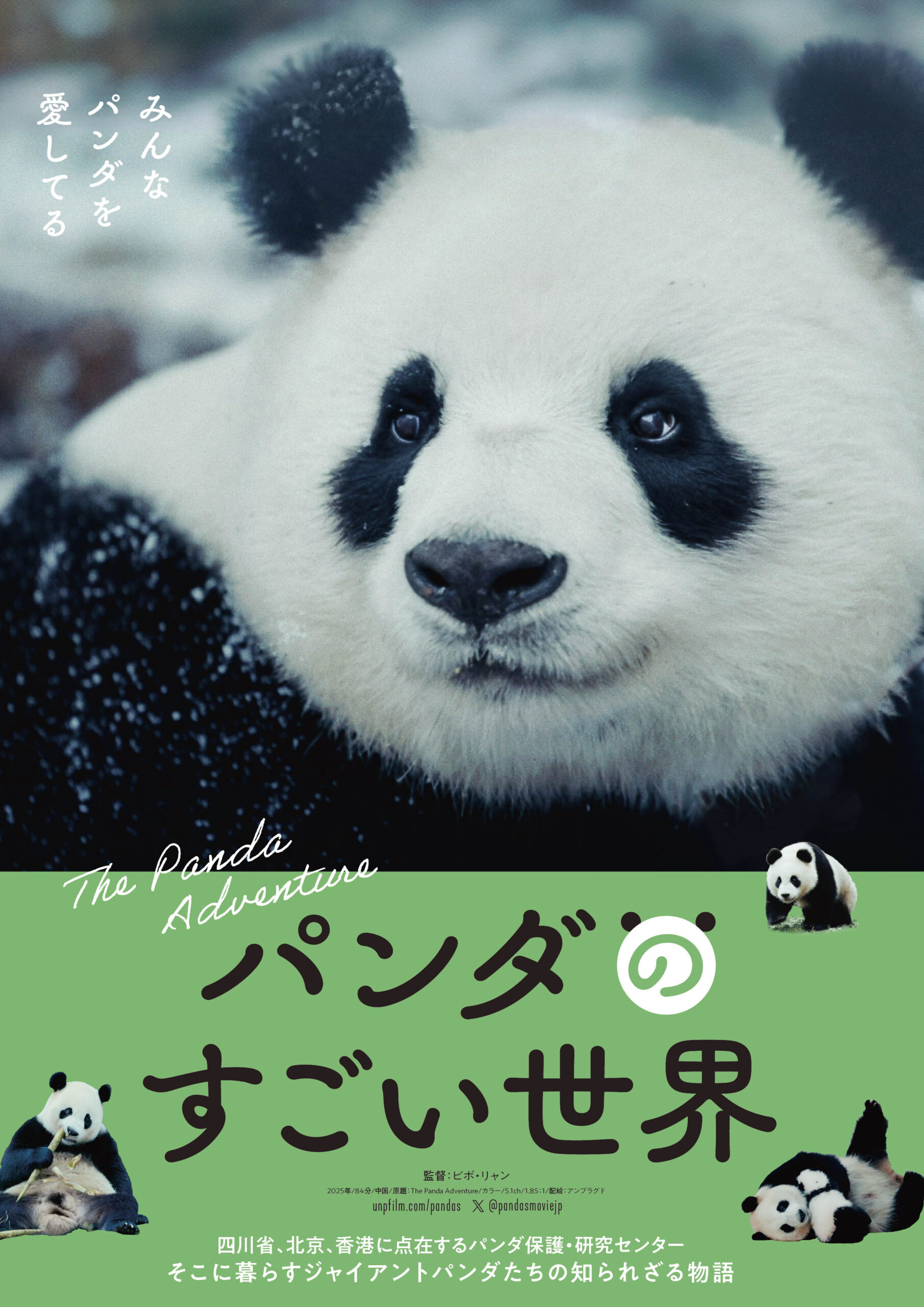 シャオシャオ&レイレイはどこへ向かう? パンダの知られざる一生を辿る物語『パンダのすごい世界』本ビジュアル&ティザー予告編解禁