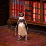 学校中を幸せにする“奇跡のペンギン”現る！『ペンギン・レッスン』サルバドールの尊さあふれる本編映像解禁