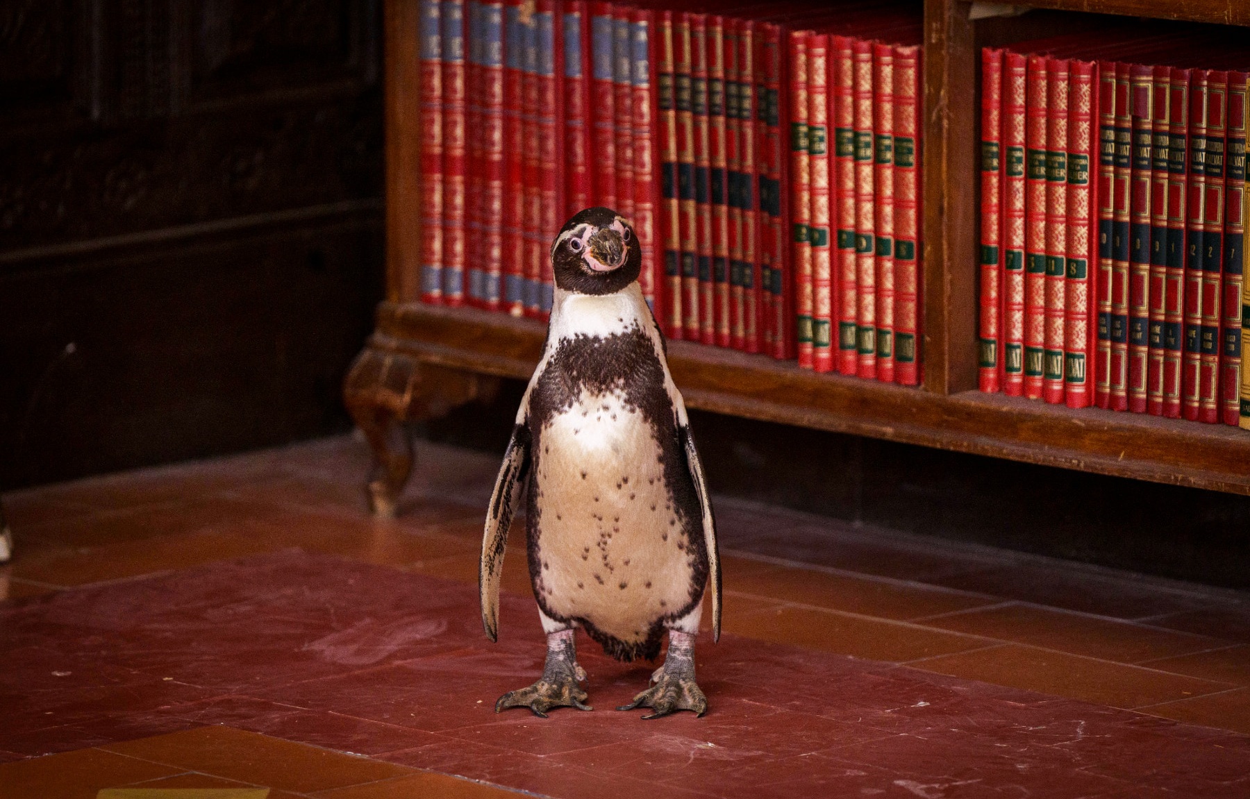 学校中を幸せにする“奇跡のペンギン”現る!『ペンギン・レッスン』サルバドールの尊さあふれる本編映像解禁